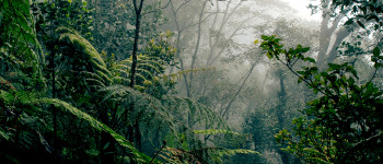 Генетично модифіковані дерева можуть боротися зі зміною клімату