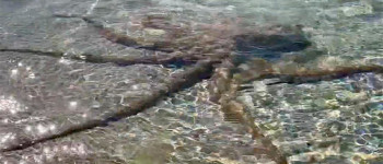 Гігантський восьминіг напав на австралійського геолога