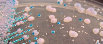 Глобальне потепління змушує смертоносні гриби вторгатися в наші тіла