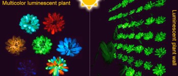 Вчені створили рослини, що світяться в темряві