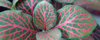 Вирощування нових вен може поліпшити життя людей на діалізі