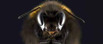 Бджолина отрута швидко вбиває агресивні клітини раку молочної залози