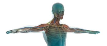 Люди розвивають нову артерію