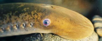 Люди поділяють гени з міногами, які здатні відновлювати власний спинний мозок