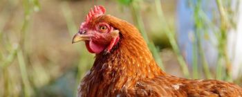 В Японії курки були генетично змінені, щоб відкладати яйця, які борються з раком