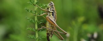 В майбутньому цвіркуни можуть служити нашим основним джерелом білка