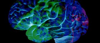 Лабораторні міні-нирки продукують небажані мозкові клітини