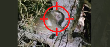 Лабораторні мавпи втекли після дорожньо-транспортної пригоди у Пенсільванії