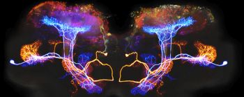 Нове дослідження пов'язує людську свідомість із законом, який управляє всесвітом