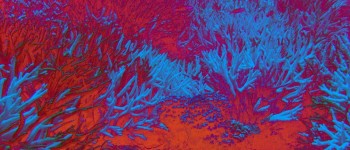 Гучномовці притягують дику природу до мертвих рифів