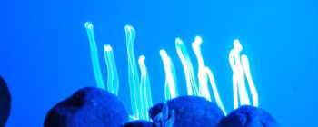 Магнітокеровані органічні мікроботи можуть змінити медицину в наступному десятилітті