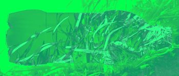 Мікроорганізми, які харчуються водоростями, можуть створювати біорозкладаний пластик