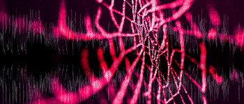 Дослідники МТІ випустили музику, створену павуками