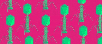 Вчена з МТІ будує батареї з використанням модифікованих вірусів