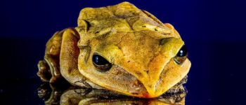 Більше ніж 500 видів хребетних на грані вимирання