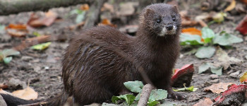 Мутована форма коронавірусу поширюється від норок до людей в Данії