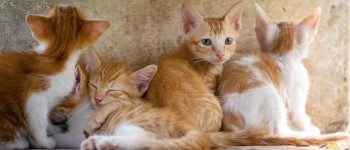 Чому мутація у рудих котів може пояснити як колір, так і хаос