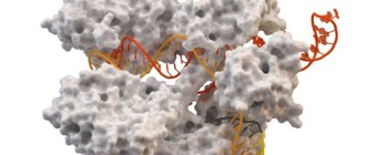 Вчені виявили CasX і CasY ферменти у бактерій