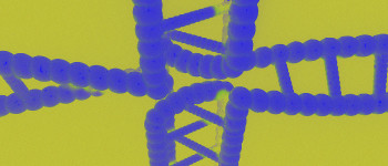Нова генна терапія звертає старіння у мишей