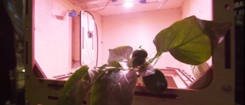 Новий конкурс НАСА шукає спосіб виростити космічний сад