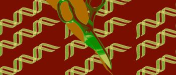 Нові правила прибирають припущення з редагування генів людини