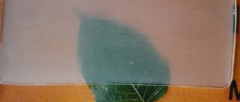 Нова прозора деревина може замінити пластик