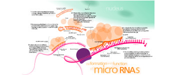 Нове лікування може покращити когнітивні функції у людей із синдромом Дауна