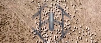 Фермери Нової Зеландії використовують безпілотники для випасу овець