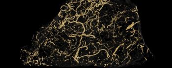 Нещодавно виявлені скам'янілості виявляють раннє складне життя на Землі