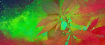 Нововиявлені ​​з'єднання канабісу в 30 разів сильніші за ТГК