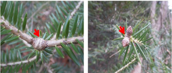 Ядерна катастрофа в Японії зробила щось дивне з деревами