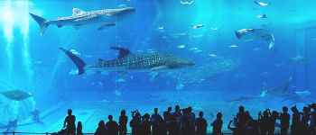 Океани можуть відновитися протягом 30 років