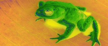 ООН: один мільйон видів приречений на вимирання