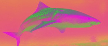 Наші кислотні океани роз'їдають шкіру акул