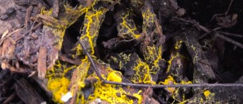 Паризький зоопарк представляє дивну «кляксу», яка може вчитися без мізків