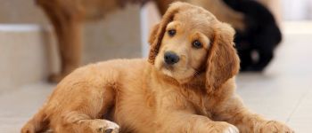 Цуценята з зоомагазину поширюють антибіотикорезистентні бактерії