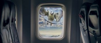 Літаки вбивають величезну кількість птахів, яких можна врятувати