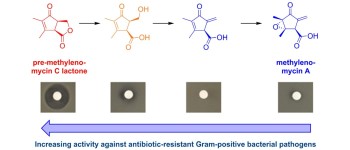Виявлений новий потужний антибіотик проти резистентних бактерій