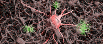 Потенційне лікування хвороби Альцгеймера відновлює втрачені спогади у мишей