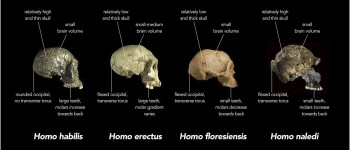 Долюдські види вирізали символи понад 200 000 років тому