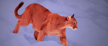 Великі хижаки повертаються в свої старі місця проживання