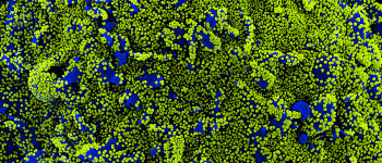 Попередні дослідження пояснюють, чому варіант дельта такий небезпечний