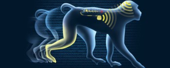 Паралізовані мавпи в змозі ходити знову з мозковим імплантом, на черзі людина