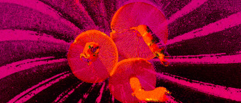 Психоделічні гриби так само ефективні, як і антидепресанти