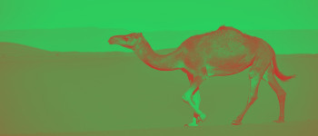 Дослідники знайшли 2000 пластикових пакетів всередині верблюда