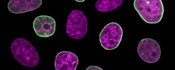 Дослідники знайшли «внутрішній годинник» всередині живих людських клітин