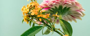 Дослідники склали мапу того, як рослини відчувають наш світ