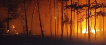 Країна-терорист знищила понад 1600 квадратних кілометрів лісів в Україні