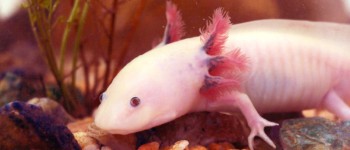 ДНК саламандри може допомогти регенерувати частини тіла людини