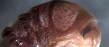 Вчена виявила новий вид грибка у твіттері